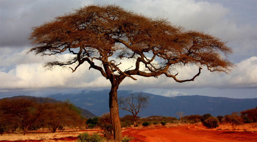African tree in landscape, red earth, mountains and clouds in the distance.